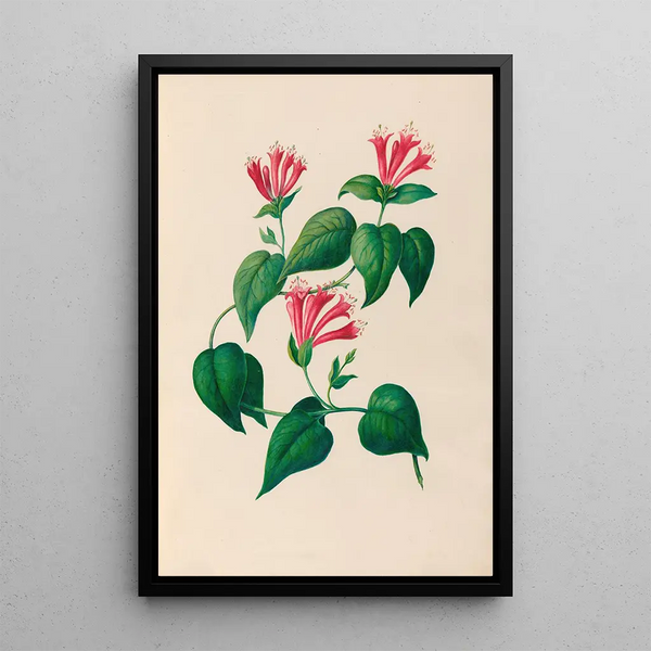 Riproduzione del dipinto Disegni di fiori e frutti tropicali dell'America del Sud Pl32 - Charles Empson