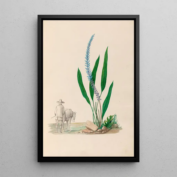 Disegni di fiori e frutti tropicali dell'America del Sud Pl33 - Charles Empson — quadro incorniciato alla parete