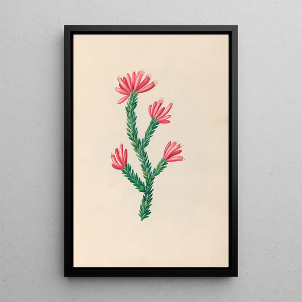 Disegni di fiori e frutti tropicali dell'America del Sud Pl34 - Charles Empson — quadro incorniciato alla parete