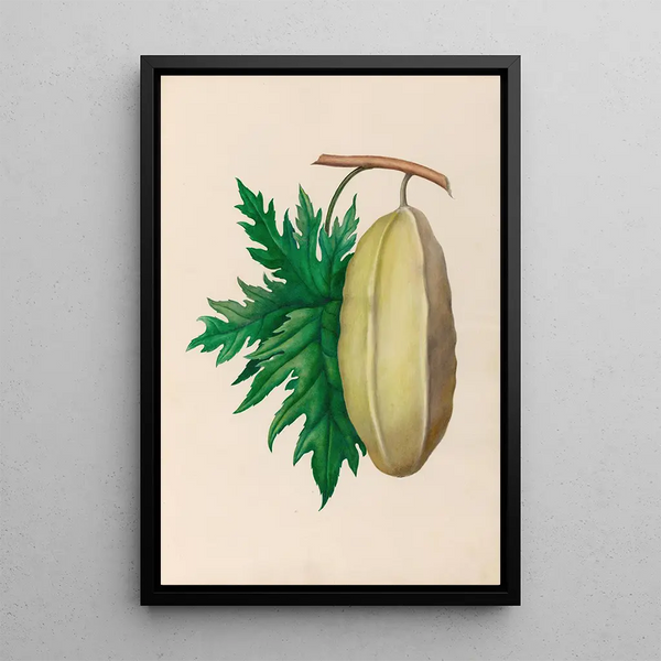 Riproduzione del dipinto Disegni di fiori e frutti tropicali dell'America del Sud Pl35 - Charles Empson