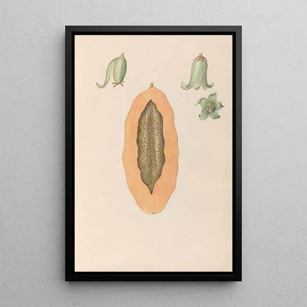 Riproduzione del dipinto Disegni di fiori e frutti tropicali dell'America del Sud Pl36 - Charles Empson