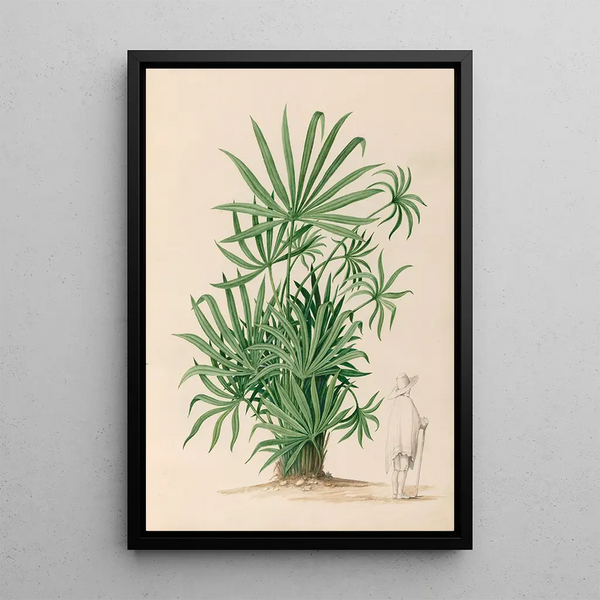 Disegni di fiori e frutti tropicali dell'America del Sud Pl37 - Charles Empson — quadro incorniciato alla parete
