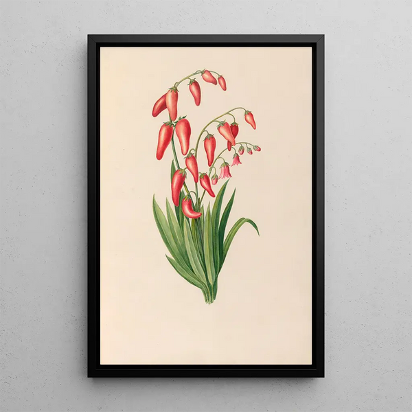 Disegni di fiori e frutti tropicali dell'America del Sud Pl39 - Charles Empson — quadro incorniciato alla parete