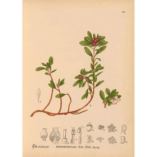 Charles Frederick Millspaugh - Medicinal Plants Pl001.webp