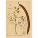 Piante medicinali Pl002 - Charles Frederick Millspaugh — vista dell’opera
