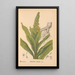 Riproduzione del dipinto Piante medicinali Pl003 - Charles Frederick Millspaugh