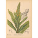 Riproduzione del dipinto Piante medicinali Pl003 - Charles Frederick Millspaugh