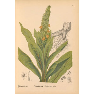 Charles Frederick Millspaugh - Medicinal Plants Pl003.webp