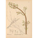 Piante medicinali Pl005 - Charles Frederick Millspaugh — vista dell’opera