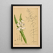 Riproduzione del dipinto Piante medicinali Pl006 - Charles Frederick Millspaugh