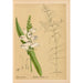 Riproduzione del dipinto Piante medicinali Pl006 - Charles Frederick Millspaugh