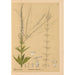 Piante medicinali Pl007 - Charles Frederick Millspaugh — vista dell’opera