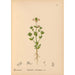 Riproduzione del dipinto Piante medicinali Pl008 - Charles Frederick Millspaugh