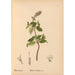 Piante medicinali Pl009 - Charles Frederick Millspaugh — vista dell’opera