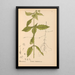 Riproduzione del dipinto Piante medicinali Pl010 - Charles Frederick Millspaugh