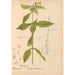 Riproduzione del dipinto Piante medicinali Pl010 - Charles Frederick Millspaugh