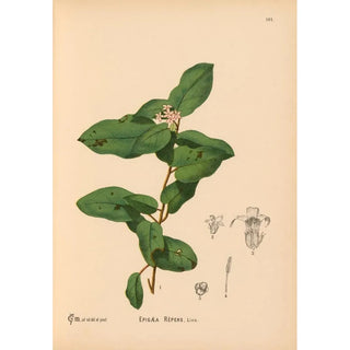 Charles Frederick Millspaugh - Medicinal Plants Pl012.webp