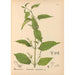 Piante medicinali Pl014 - Charles Frederick Millspaugh — vista dell’opera