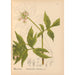 Piante medicinali Pl016 - Charles Frederick Millspaugh — vista dell’opera