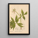Piante medicinali Pl016 - Charles Frederick Millspaugh — quadro incorniciato alla parete