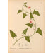 Riproduzione del dipinto Piante medicinali Pl017 - Charles Frederick Millspaugh