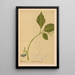 Riproduzione del dipinto Piante medicinali Pl019 - Charles Frederick Millspaugh