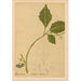 Riproduzione del dipinto Piante medicinali Pl019 - Charles Frederick Millspaugh