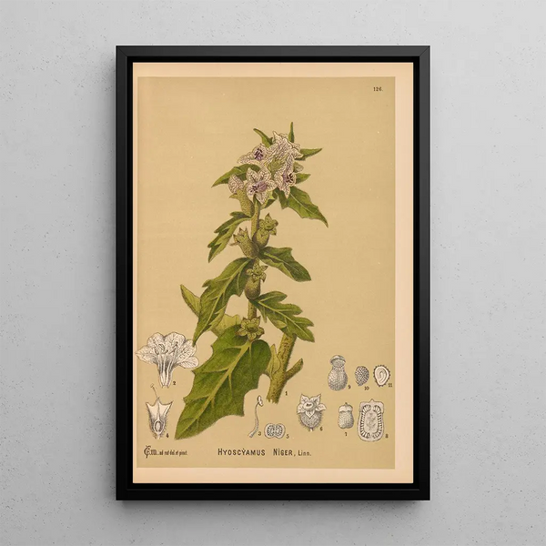 Charles Frederick Millspaugh - Medicinal Plants Pl020.webp