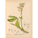 Piante medicinali Pl024 - Charles Frederick Millspaugh — vista dell’opera
