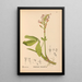 Piante medicinali Pl024 - Charles Frederick Millspaugh — quadro incorniciato alla parete