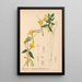 Riproduzione del dipinto Piante medicinali Pl025 - Charles Frederick Millspaugh