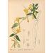 Riproduzione del dipinto Piante medicinali Pl025 - Charles Frederick Millspaugh