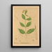 Riproduzione del dipinto Piante medicinali Pl027 - Charles Frederick Millspaugh