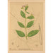 Riproduzione del dipinto Piante medicinali Pl027 - Charles Frederick Millspaugh