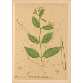 Charles Frederick Millspaugh - Medicinal Plants Pl027.webp