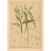 Piante medicinali Pl028 - Charles Frederick Millspaugh — vista dell’opera