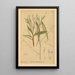 Piante medicinali Pl028 - Charles Frederick Millspaugh — quadro incorniciato alla parete