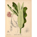 Riproduzione del dipinto Piante medicinali Pl029 - Charles Frederick Millspaugh