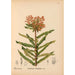 Piante medicinali Pl030 - Charles Frederick Millspaugh — vista dell’opera