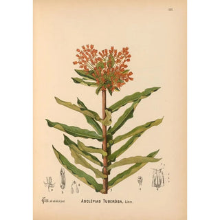 Charles Frederick Millspaugh - Medicinal Plants Pl030.webp