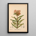 Piante medicinali Pl030 - Charles Frederick Millspaugh — quadro incorniciato alla parete