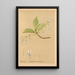 Riproduzione del dipinto Piante medicinali Pl031 - Charles Frederick Millspaugh
