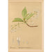 Riproduzione del dipinto Piante medicinali Pl031 - Charles Frederick Millspaugh