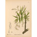Piante medicinali Pl032 - Charles Frederick Millspaugh — vista dell’opera