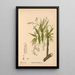 Piante medicinali Pl032 - Charles Frederick Millspaugh — quadro incorniciato alla parete