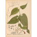 Riproduzione del dipinto Piante medicinali Pl033 - Charles Frederick Millspaugh