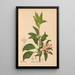 Riproduzione del dipinto Piante medicinali Pl034 - Charles Frederick Millspaugh