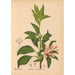 Riproduzione del dipinto Piante medicinali Pl034 - Charles Frederick Millspaugh
