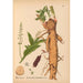 Piante medicinali Pl035 - Charles Frederick Millspaugh — vista dell’opera
