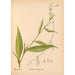 Piante medicinali Pl037 - Charles Frederick Millspaugh — vista dell’opera